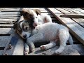 stray puppies playing with ball in winters morning one pup got sick today mountain village uk