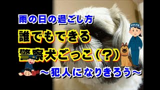 （簡単！室内あそび）雨の日は警察犬ごっこで盛り上がる～シーズー犬バル君～