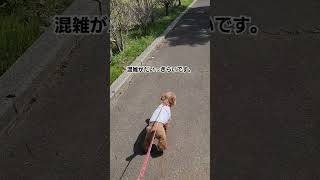 高齢犬の日常🐶健康が一番ですね。#シニア犬との暮らし #老犬 #テディベア #トイプードル #犬のいる暮らし #fyp