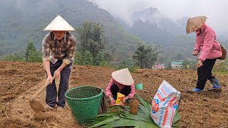 Vy and her father plant corn in the fields when it rains so that the plants can grow well.