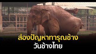 ส่องปัญหาทารุณช้าง วันช้างไทย