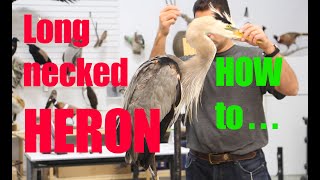 Heron Taxidermy..How to mount that long neck and legs ?..... Art of Taxidermy.