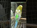 shorts ఎవడు ఎవడికో అని ఇచ్చావు trending viral ytshorts pets petlover budgie comdey funny