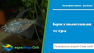 Бриллиантовая (алмазная) тетра - содержание и размножение