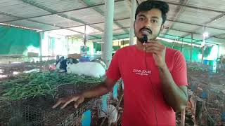 BNR rabbit farm near by ఖమ్మం 9182112782