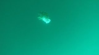 【水中映像】ジグにGopro付けても釣れるのか