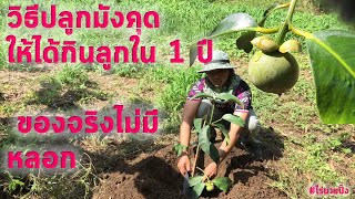 วิธีปลูกมังคุด ให้ได้กินลูกใน 1 ปี ของจริงไม่มีหลอก