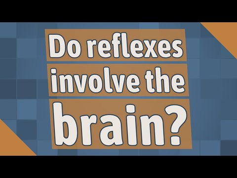 Do reflexes involve the brain?