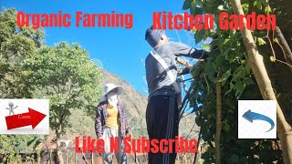 organic Farming.. ....#KitchenGarden #RsShortVlog #FollowPage