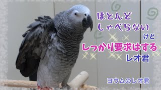 【ヨウムのレオ君】ほとんど喋らないけどしっかり要求はするレオ君