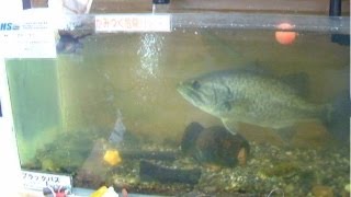 ブラックバスが黒い出目金魚を捕食　飲み込む様子