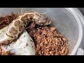 2023 Lemon Ghost Woma X Granite Jungle Hognose Clutch is Hatching