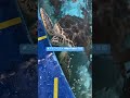 アオウミガメに餌やり／竹島水族館［youtube水族館］