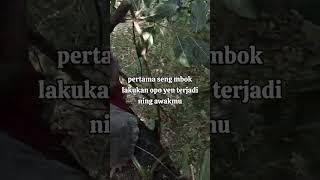 Masuk Hutan Bertemu Harimau Jawa