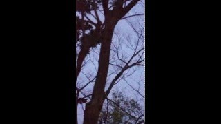 ムササビ観察　2016/3/13　＠高尾山薬王院