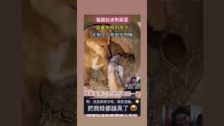 猫猫钻进狗窝里舔着狗狗的孩子 大狗在一旁呲牙咧嘴