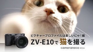 【猫動画】SONY ZV-E10で猫を撮る～ピクチャープロファイルは楽しいにゃ！編