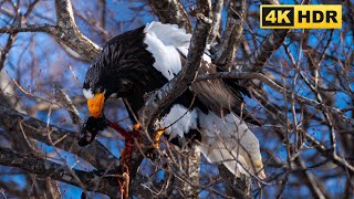 [4K HDR] オオワシがオオバンを捕食！！Steller's sea eagle preys on coot!!