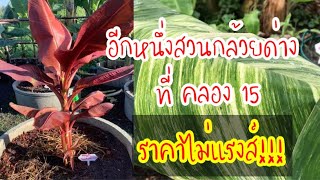 พาทัวร์…สวนกล้วยด่าง ที่ คลอง 15