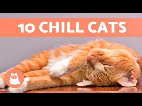What cat breed is quiet?