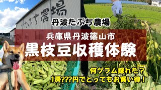 【丹波篠山・秋の味覚】黒枝豆狩り🫛よんチャンTVで見た黒豆収穫体験に行ってきた！【丹波たぶち農場・みんなは何グラム採れた!?】