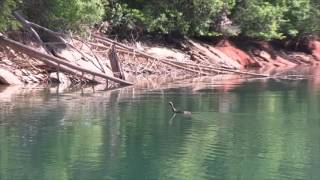 Wild Turkey Swimming in Lake Jocassee