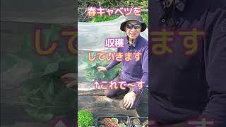 【家庭菜園ショート41】春のとんがりキャベツを収穫するだけの動画 ごいち |A video of just harvesting spring pointy cabbage #shorts