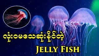 လုံးဝမသေဆုံးနိုင်တဲ့ Jelly Fish