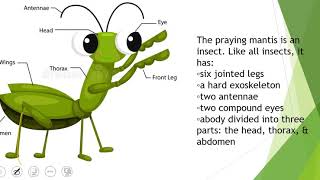 Dragonfly, Praying Mantis and Ladybug Life Cycles
