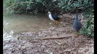 Amazing Bird Funny with sound