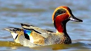 Teal Bird (Teal Duck)