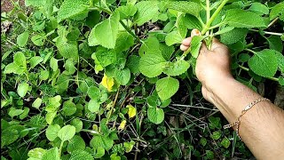 How to grow panikoorka indoors(at home)//പനിക്കൂർക വീട്ടിൽ വളർത്താം //planting oregano plant #shorts