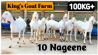 100KG Plus Sojat Bakre At KING'S GOAT FARM Padhga | Biggest Sojat Goats |@Rizwankranti