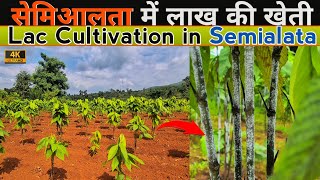 Lac Cultivation in Semialata plants | सीमिअलता में लाख की खेती करके लाखो मुनाफा कमा रहे हैं किसान