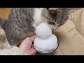 初めて雪を見た猫の反応が可愛すぎたww【マンチカン】