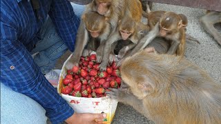 feeding 18 kilogram Strawberry to the lovely monkey || sweet strawberry fruit feeding video