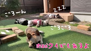 全く番犬にならない５匹のフレンチブルドッグｗ肉球クイズもあるよ！