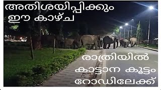 രാത്രിയിൽ കാട്ടാന കൂട്ടം റോഡിലേക്ക് 😳അതിശയിപ്പിക്കും ഈ കാഴ്ച്ചകൾ😱 #ELEPHANT CROSSING ROAD#Guwahati #