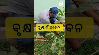 ବୃକ୍ଷ ହିଁ ଜୀବନ 🌳 // Save Tree 🌳 // #shorts #shortsvideo #saveenvironment #savetrees