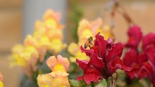 Honey bee trying (and failing) to access snapdragon nectar