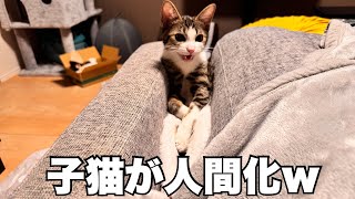 【保護猫】とうとう子猫が人間化しました…