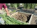 how i easily harvest a 4ft high rye cover crop in my minibed garden