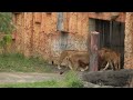 「モルト」と「ナナ」🦁💗😻　多摩動物公園ライオン園ドキュメンタリー