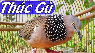 Chim Cu Gáy THÚC GÙ ĐỈNH CAO - KÍCH LÀ GÁY/khiến cu gáy ức chế. cu gáy thúc gù 02