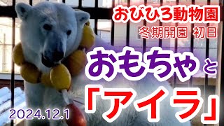 【おびひろ動物園】ホッキョクグマアイラ🐻かわいいが盛り沢山～2024年12月1日～