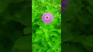 Enchanting Lark Daisy - Brazilian Bachelor’s Button Blooming Beauty.   #flowers #nature #lark daisy