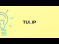 what is the meaning of the word tulip