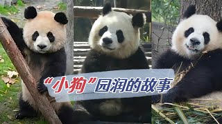 “小狗”园润的故事：央视为何全程报道她的出生过程？挖煤看烟花，润小狗有过精彩童年；生女儿带花花，园润也是个好妈妈