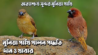 মুনিয়া পাখি পালন পদ্ধতি দাম ও খাবার অত্যাশ্চর্য সুন্দর মুনিয়া পাখি | Beautiful Birds Spice Finch