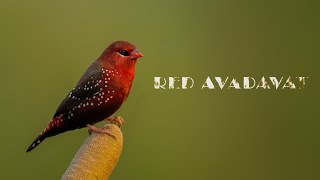 RED AVADAVAT CALL | RED MUNIA | STRAWBERRY FINCH | Most beautiful bird